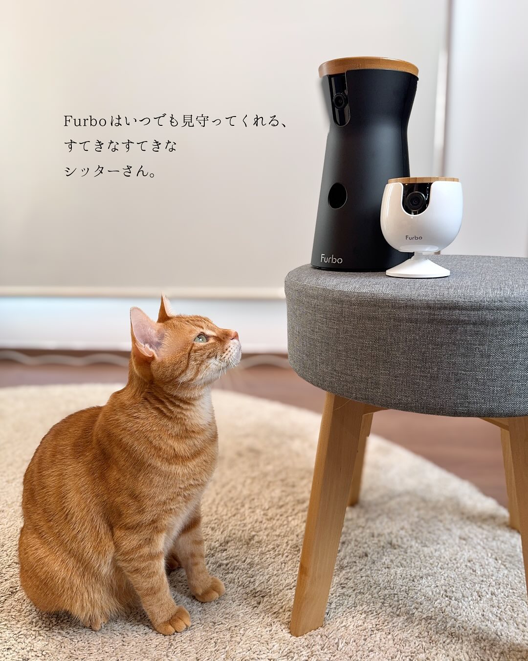 FurboペットカメラAI広告事例